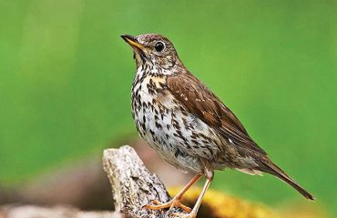 cevabi-ardic-kusu-versin