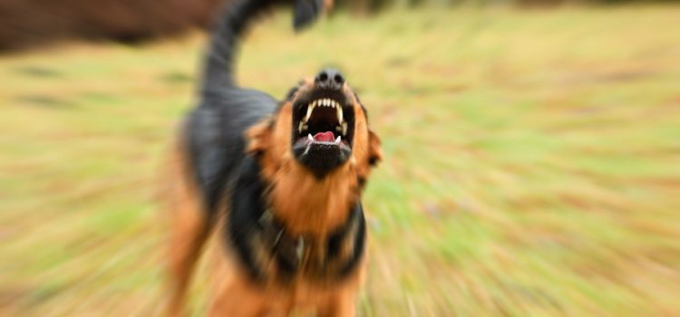 kopeklerin-azma-mevsimi-mi-geldi